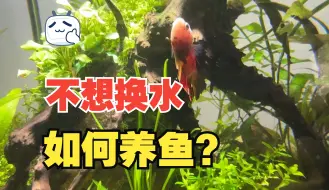 Tải video: 不想换水？揭秘如何让鱼缸自我维持的终极方法