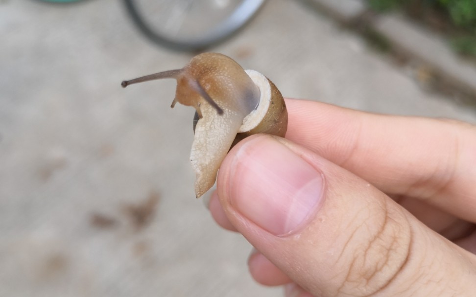【蜗牛】吞噬兽吞噬现场实拍六分钟!