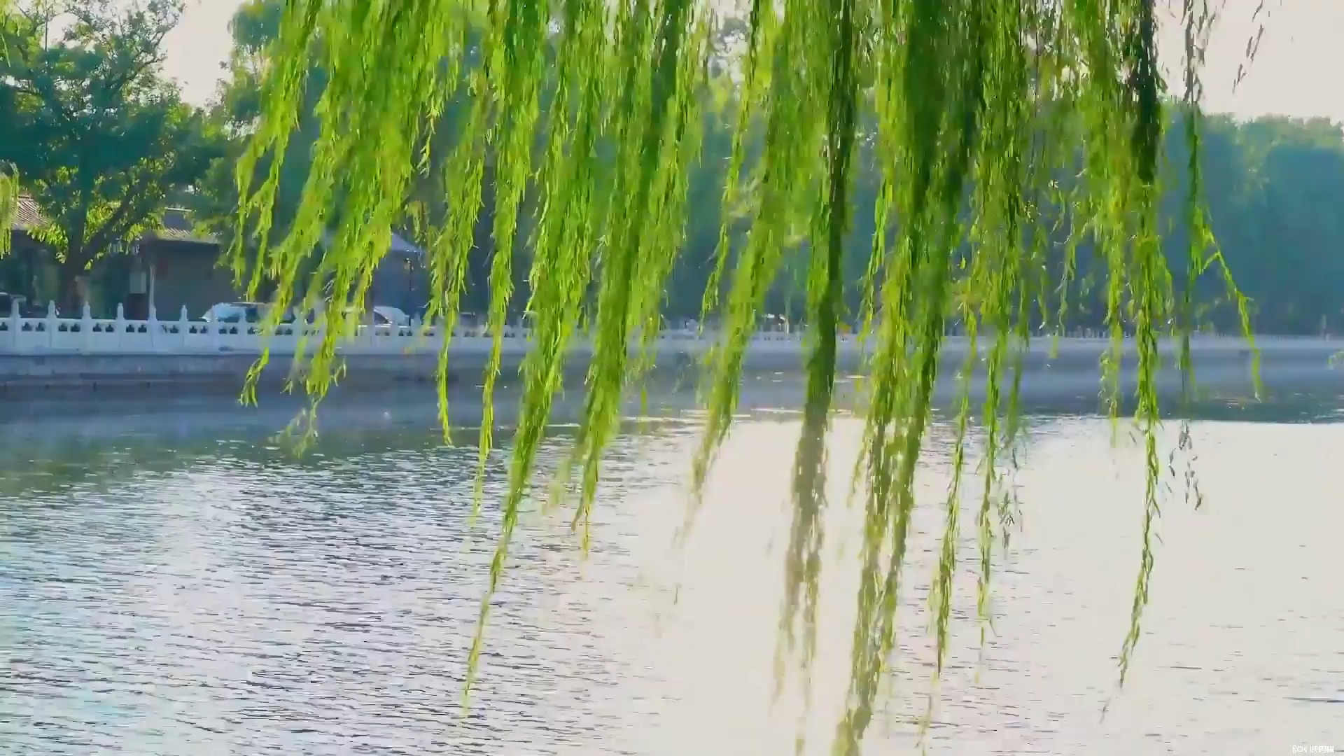 碧玉妆成一树高,万条垂下绿丝绦.背景音乐:春天里