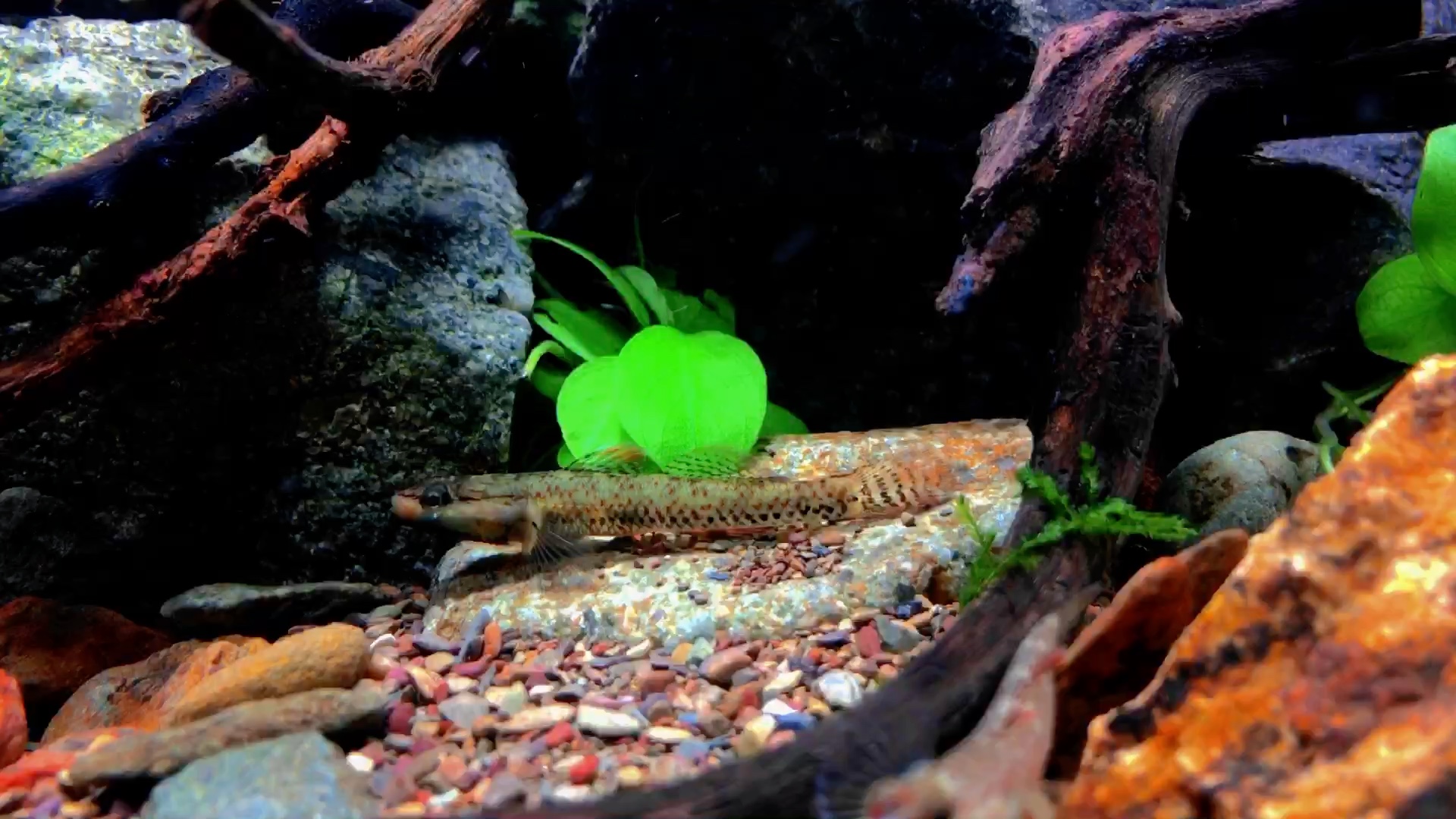 原生缸白面虾虎欣赏