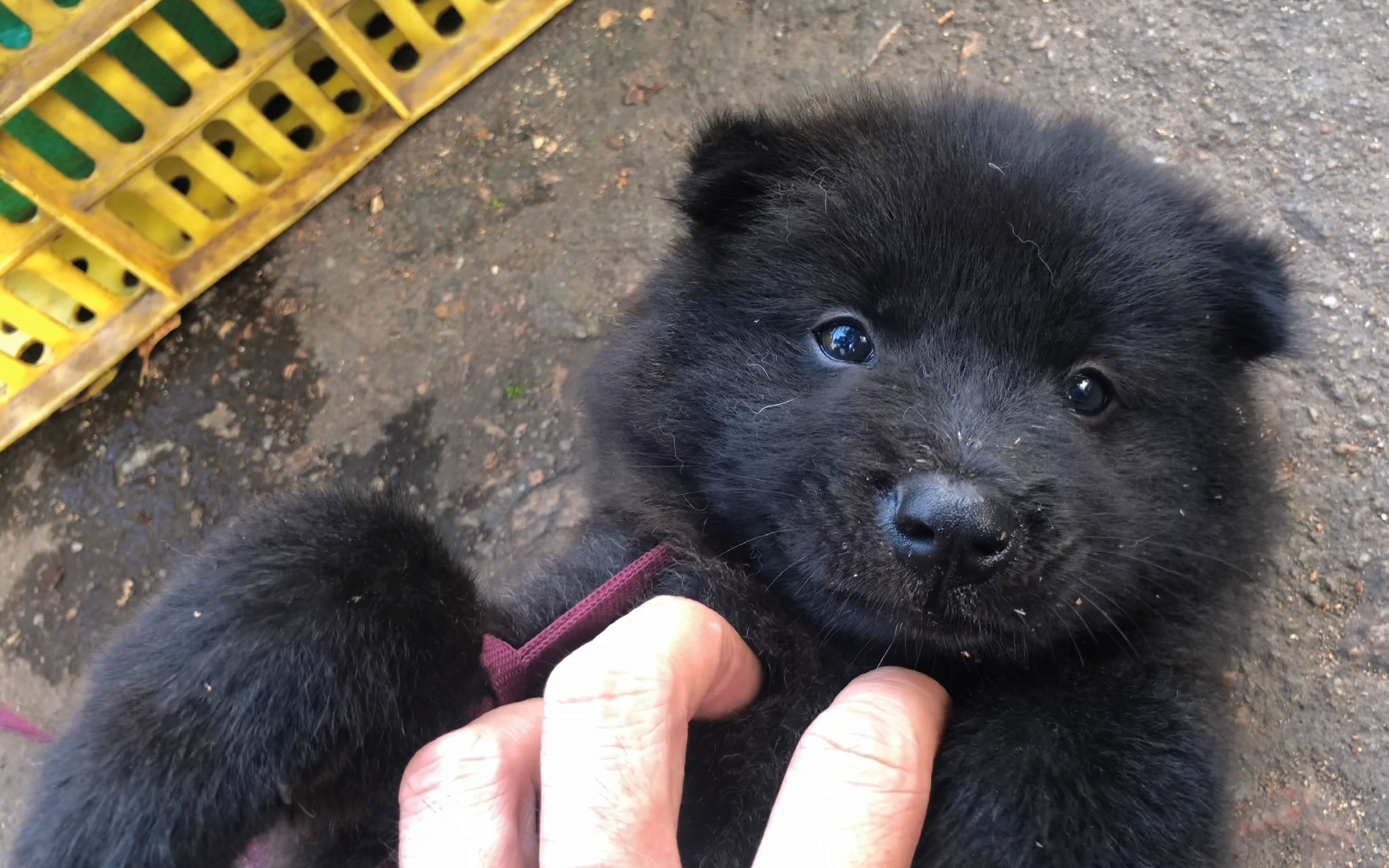 赶集一条可爱的黑熊精小狗,它的性格缺点大于优点,让人无法下手