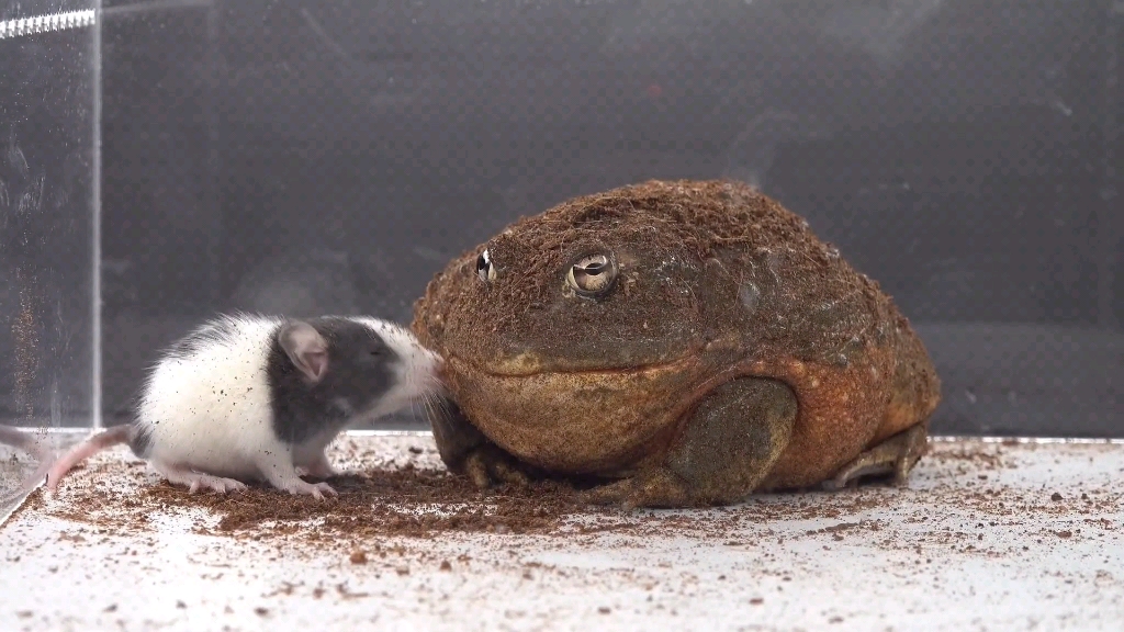 牛蛙狂吃大老鼠,这货干饭真带劲!