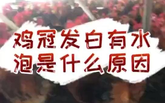 鸡冠发白有水泡是什么病 鸡冠子上长水泡是什么病 鸡冠起水泡是什么原因 鸡冠子起水泡吃什么 鸡冠长水泡流黄水哔哩哔哩bilibili