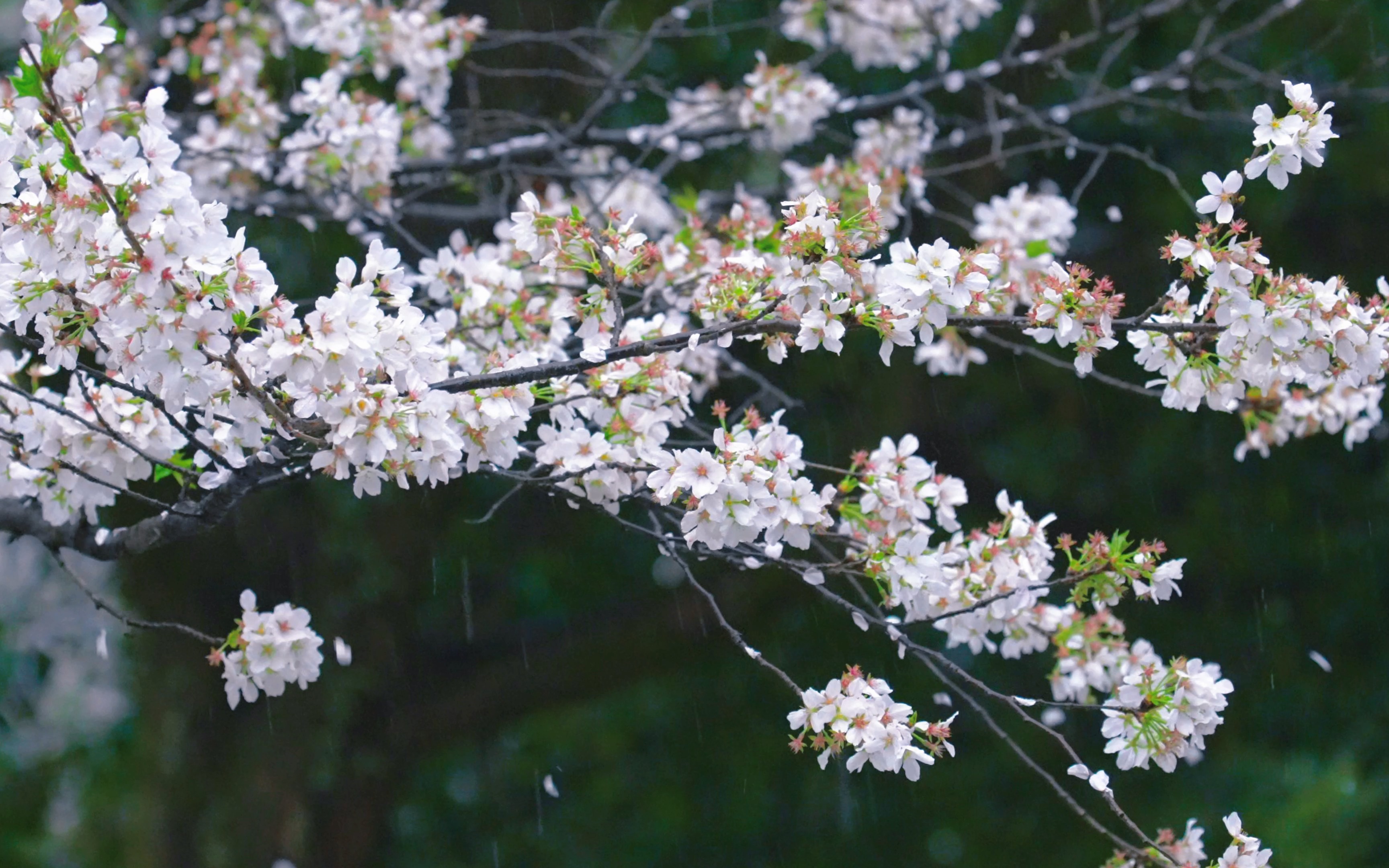 [图]也许，你想看一场春日里的樱花雨……