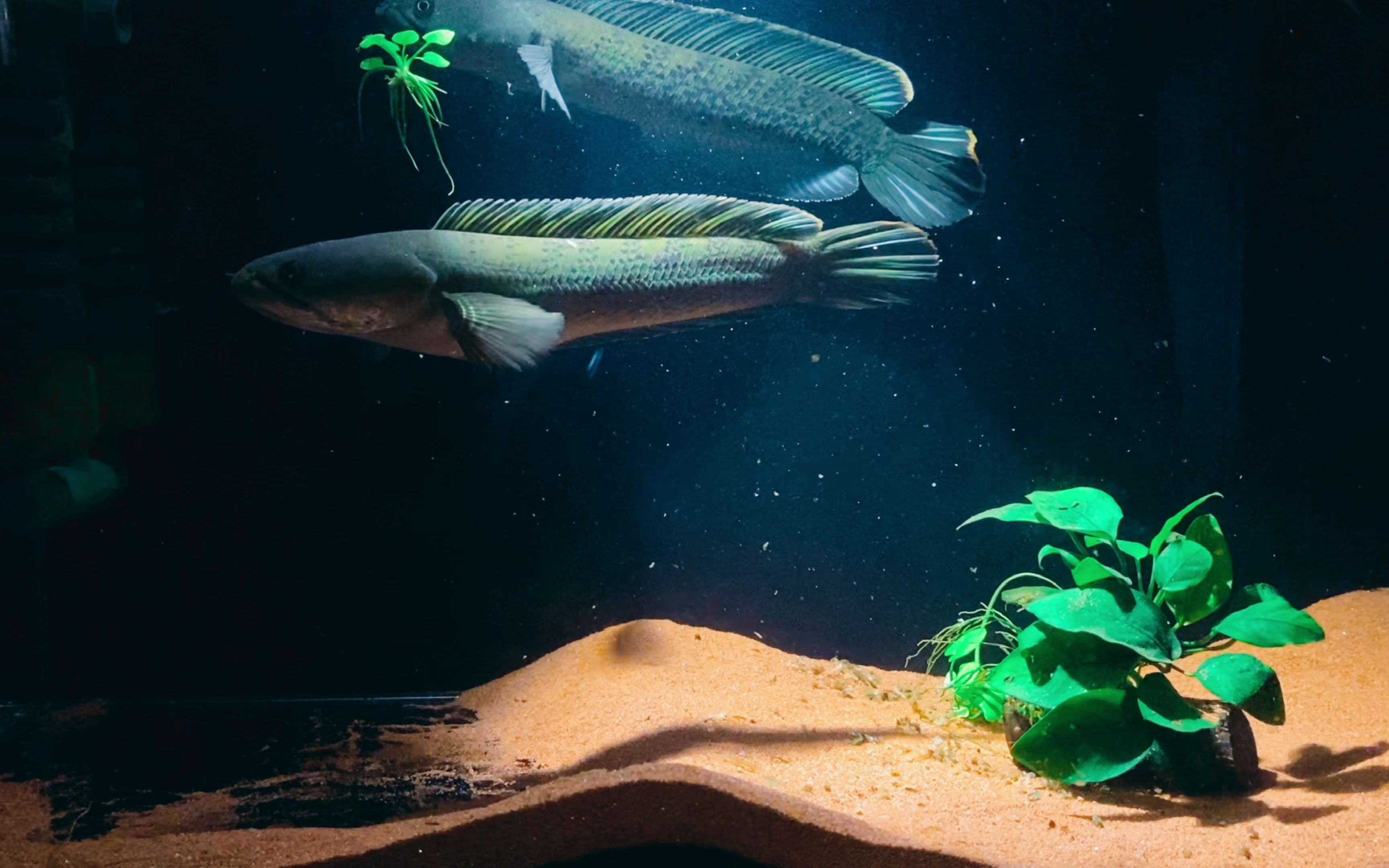 暗黑环境下的鬼王蓝宝石雷龙鱼仿佛两条幽灵来回的游来游去