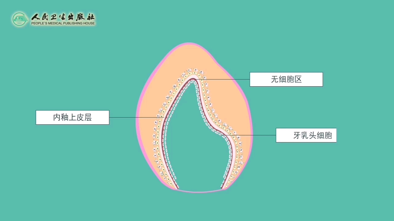 [图]牙本质的形成