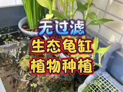 Download Video: 无过滤生态龟缸植物种植