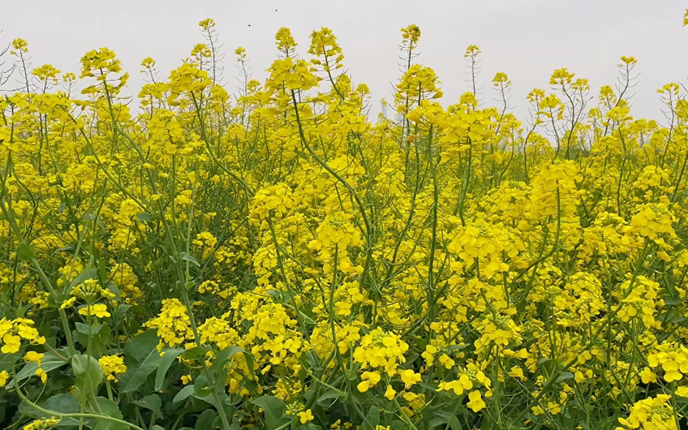 日常生活/油麦菜花/采购/加班工作 上海的一人记