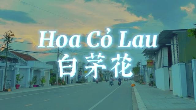 [图]越南热门的歌曲. 最好听的翻唱版 《Hoa Cỏ Lau》