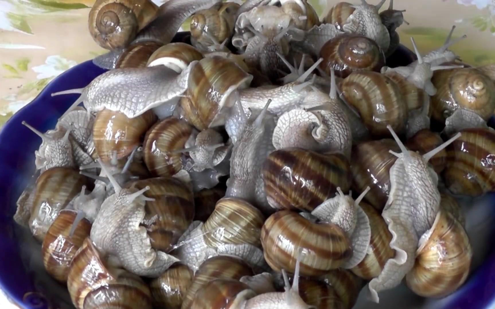 煮蜗牛?你想象的法式大餐也许是这样的!_哔哩哔哩_bilibili