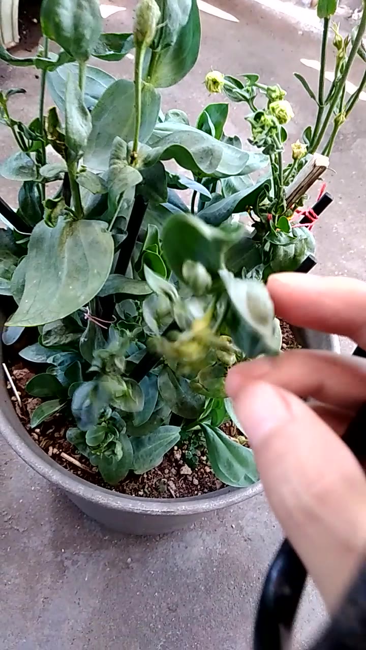 【猫咪愛上園藝 】bilibili61夏78洋桔梗开花结籽,修剪弱花苞枝条