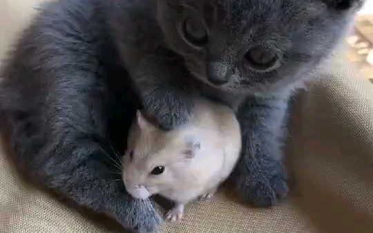 猫鼠超可爱猫鼠同框