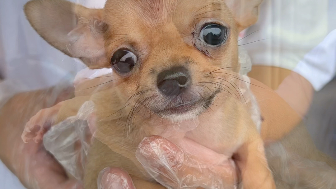 茶杯犬吉娃娃多少钱