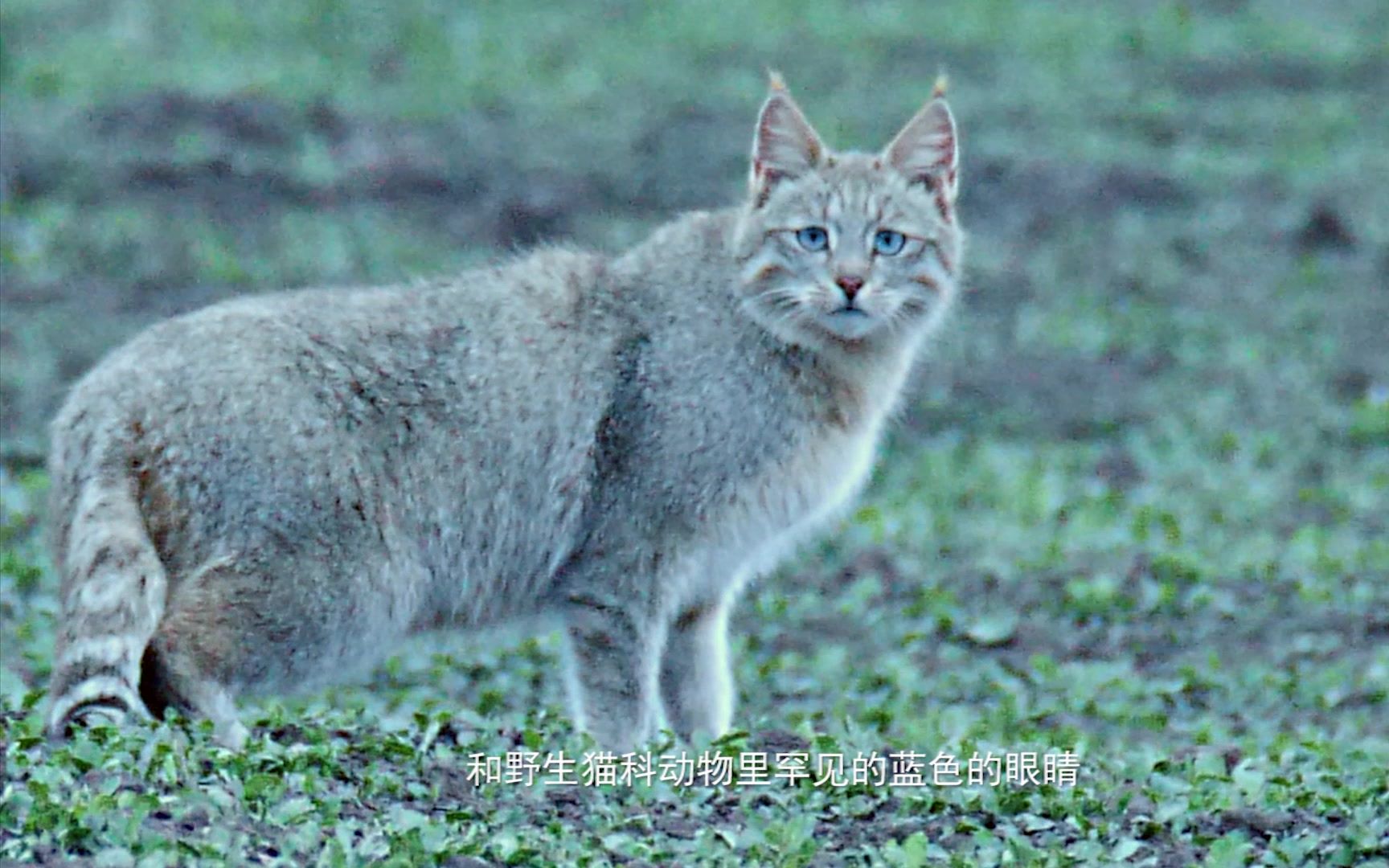 荒漠猫和它的朋友们哔哩哔哩bilibili