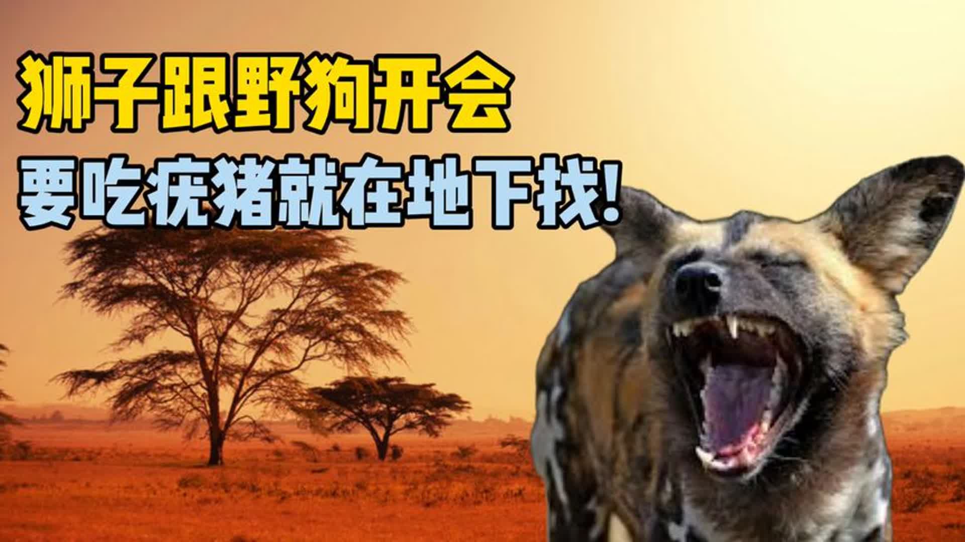 狮子跟野狗开会.分享如何能吃新鲜的疣猪肉.