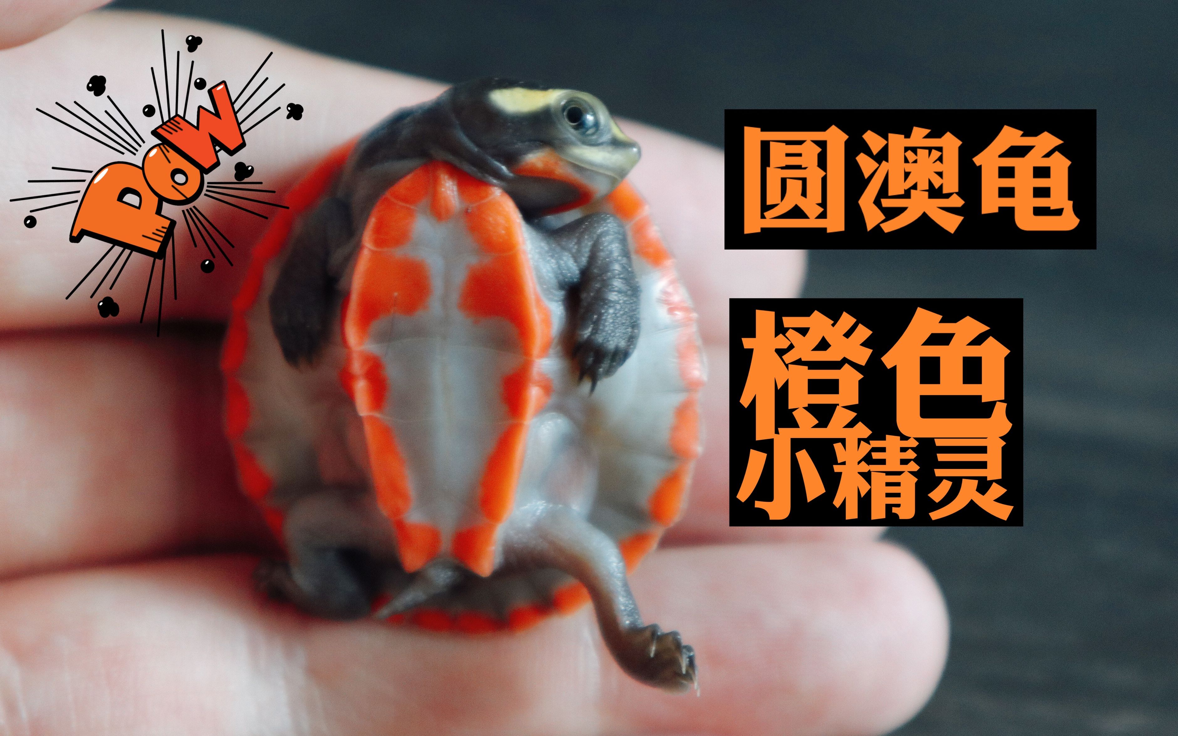 异星球橙色小精灵圆澳龟超萌来袭