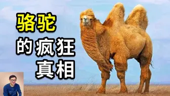 骆驼到底有多疯狂？把血管变「水管」，49℃才出汗！沙漠里掌管水的神，人类历史上最重要的家畜之一！