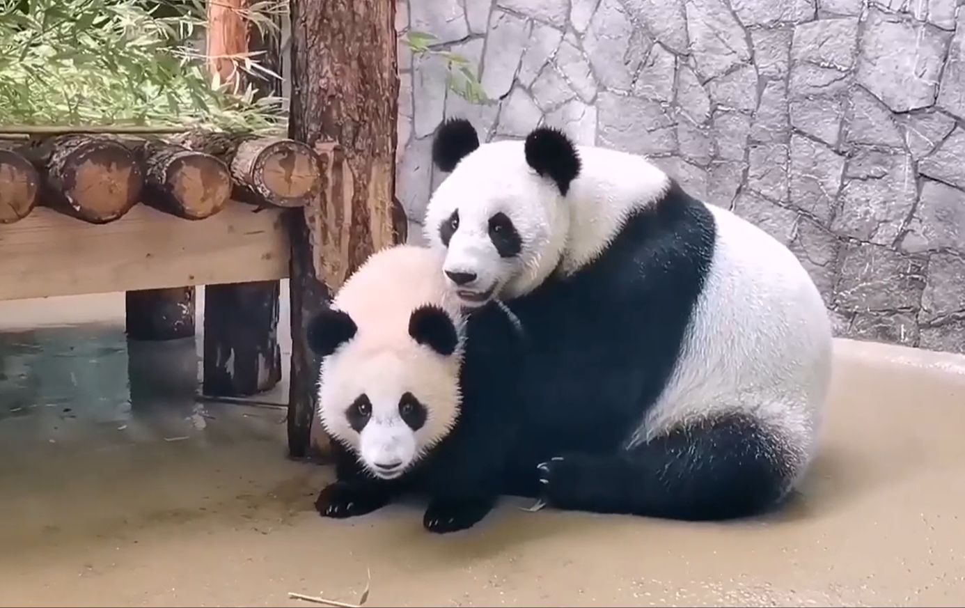 08.30 大熊猫丁丁和喀秋莎一起玩耍,母女俩太可爱了!