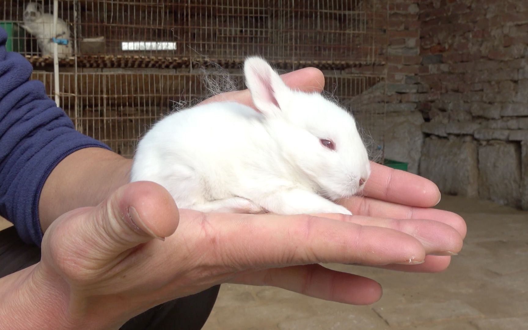小兔子长得太快,开始睁开眼睛,也翘起了脑袋!
