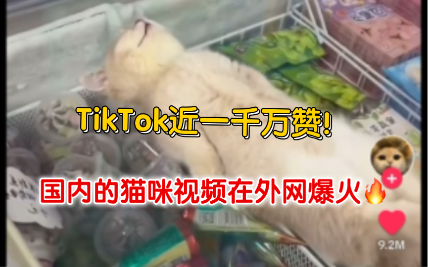 [图]【TikTok】这可能是近期外网上最火的猫咪…｜海外国际版抖音外国网友评论