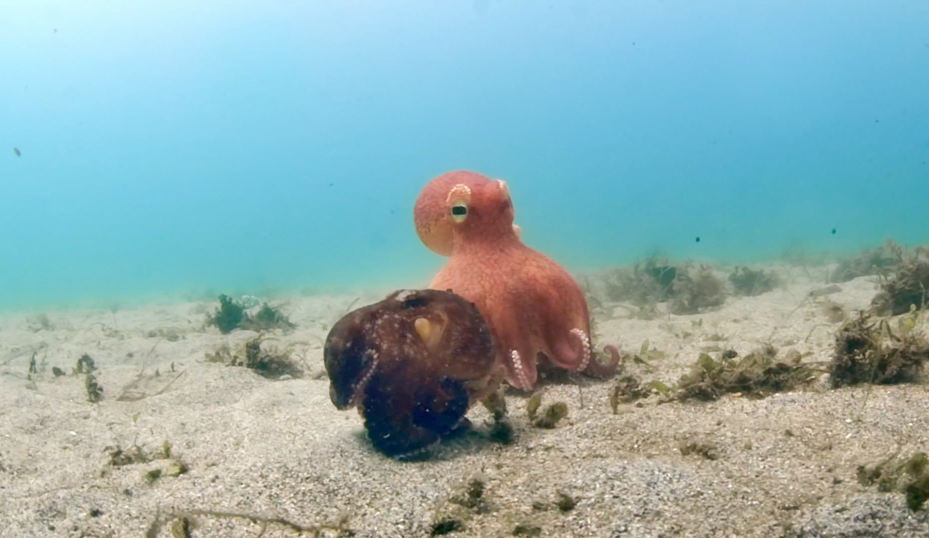 间谍章鱼的海底奇遇