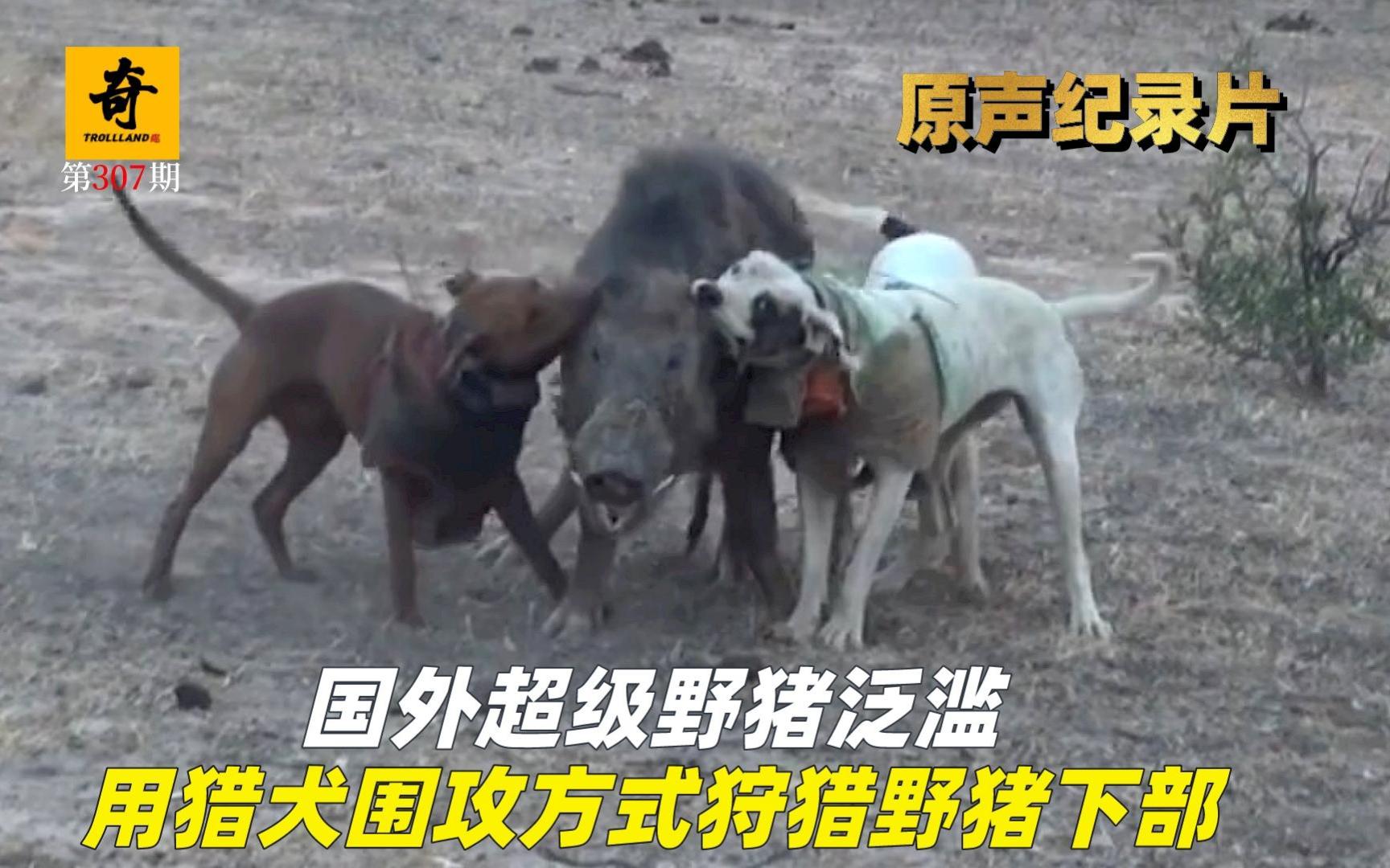 高清原声纪录片,国外超级野猪泛滥,用猎犬围攻方式狩猎野猪(下)哔哩哔哩bilibili