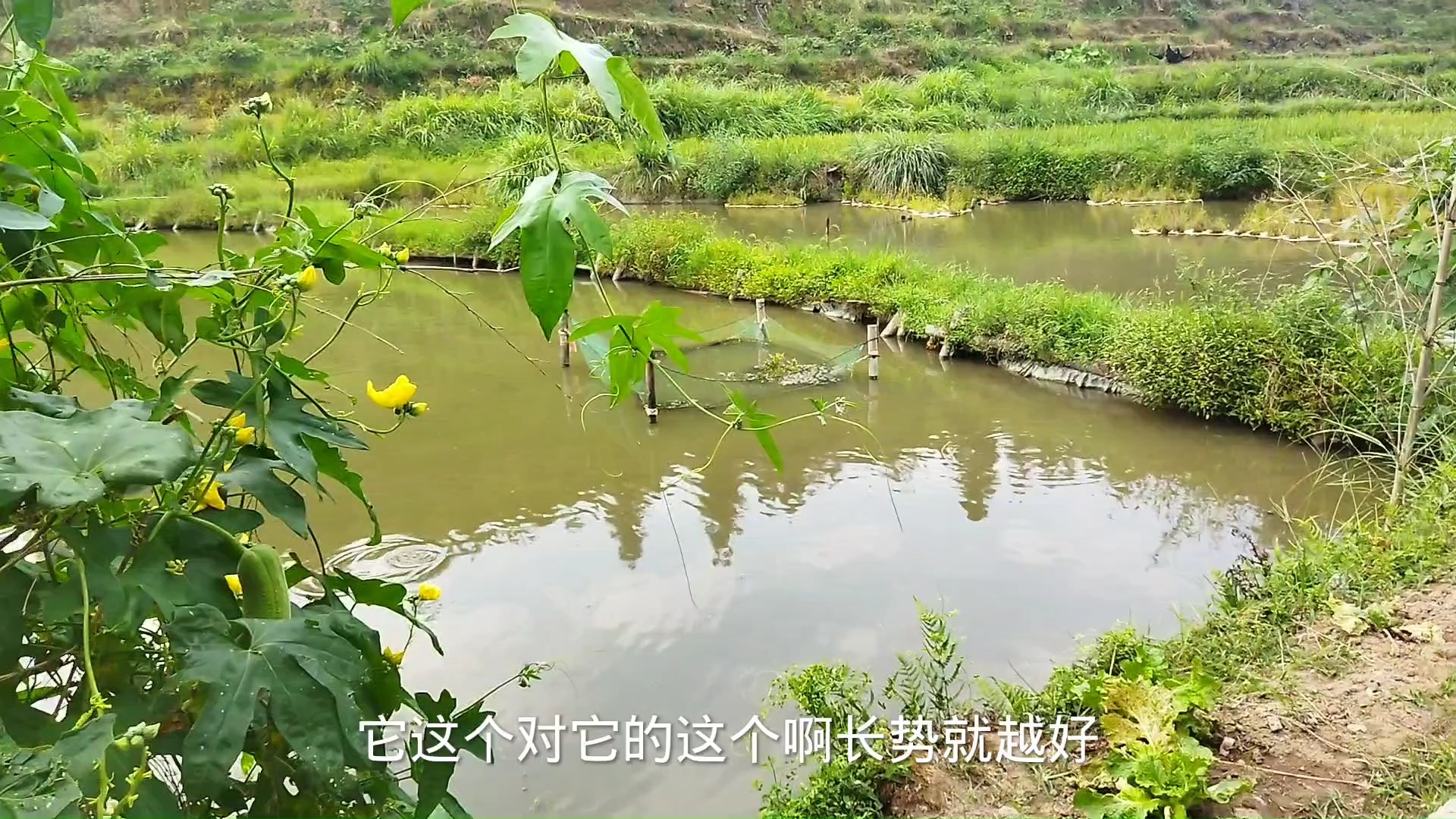 不喂饲料只喂草,农村一斤卖18,亩产500斤,又一条发财的好路子哔哩哔哩bilibili