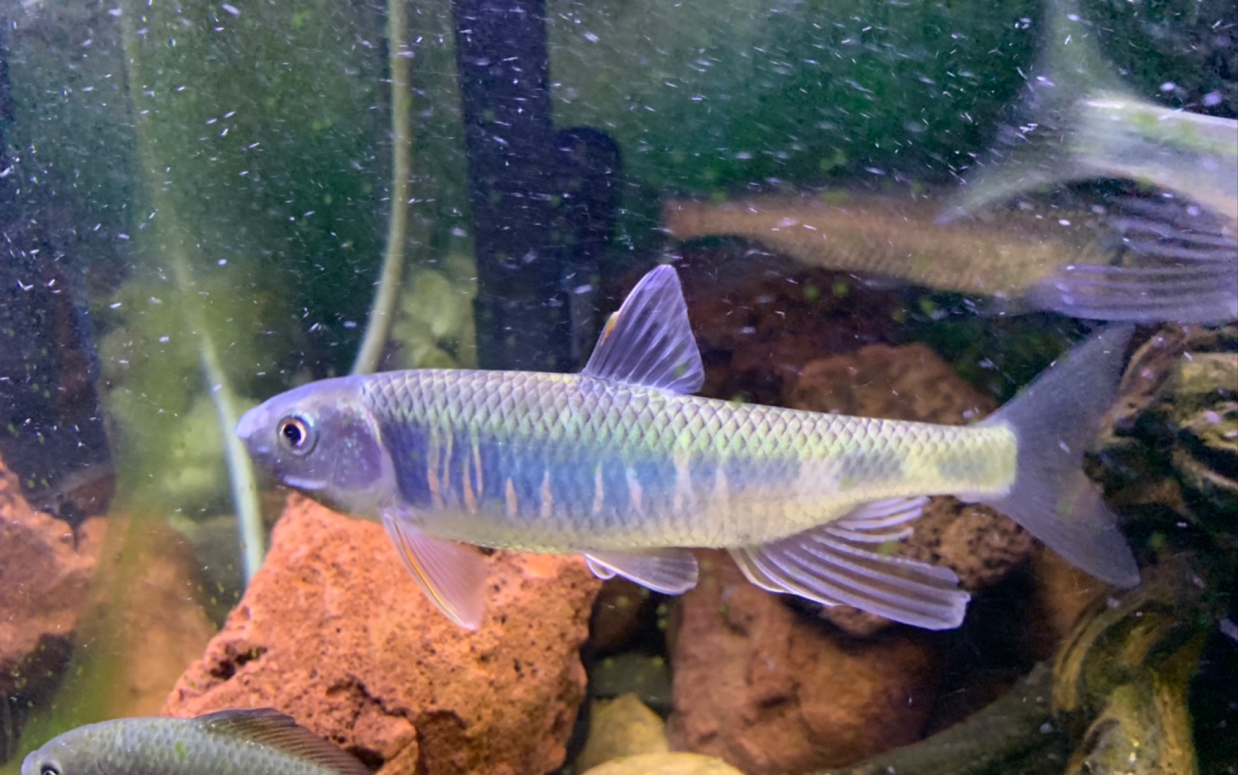 溪哥开始发色?碰到谁干谁,辛苦小鲫鱼了,活的真艰难