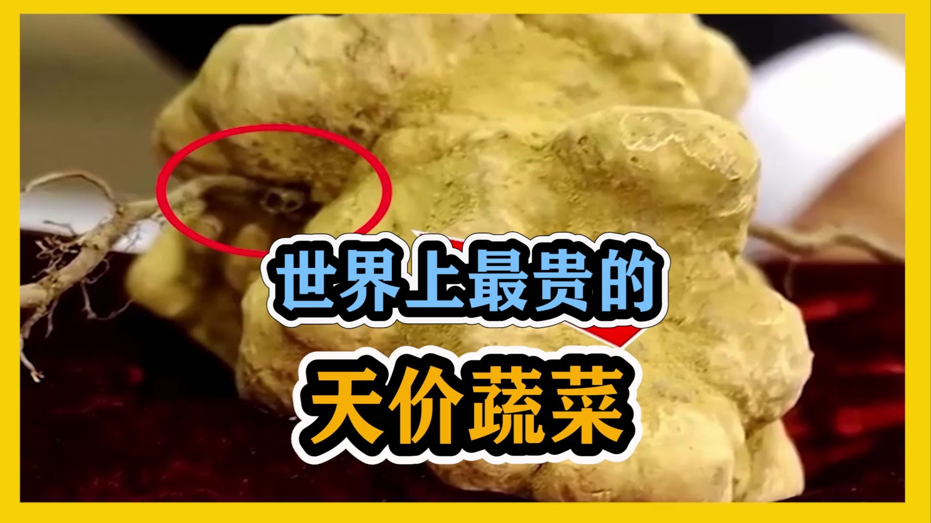 世界上最贵的天价蔬菜109