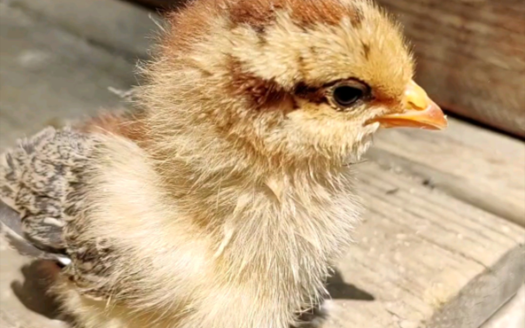 看我们的小鸡仔长的多俊俏,沐浴在阳光下昏昏欲睡