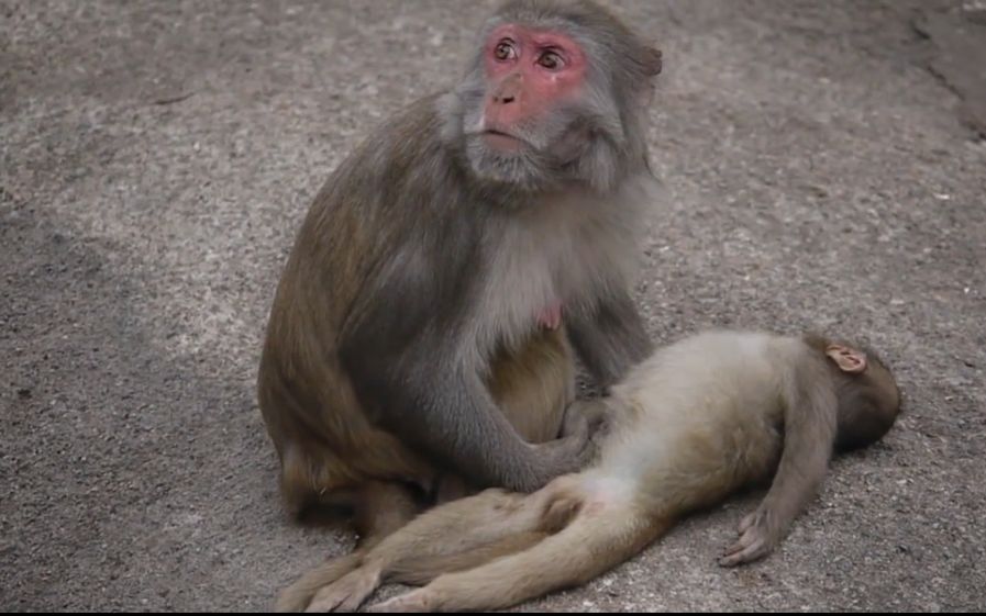 【萌兽天团】小猴子死在妈妈怀中,猴妈寸步不离等它醒来.
