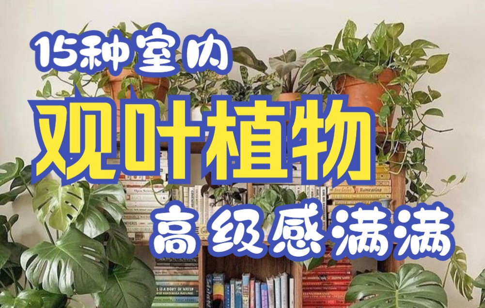 【打造室内丛林】盘点15种高级感满满的室内观叶植物哔哩哔哩bilibili