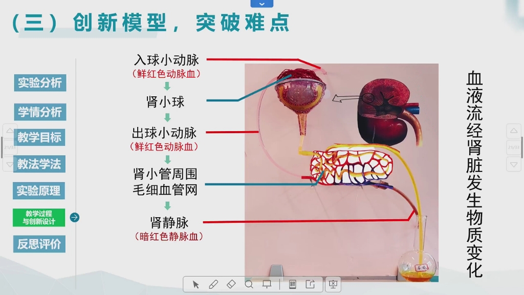 初中生物创新实验说课《尿液的形成