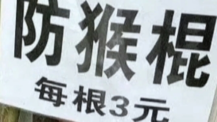 文明观猴,安全第一!