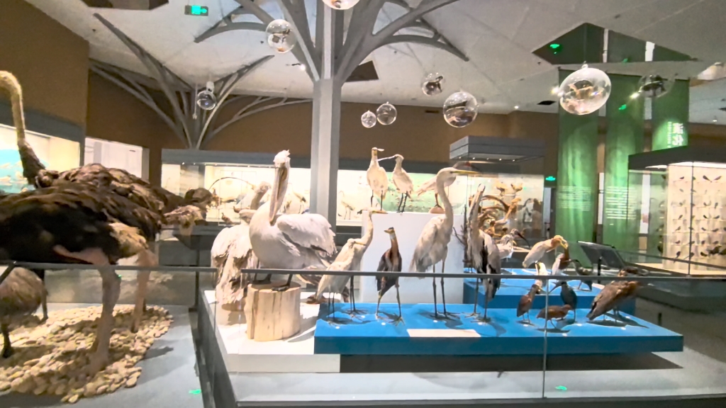 武汉大学万林艺术博物馆-鸟类展区2