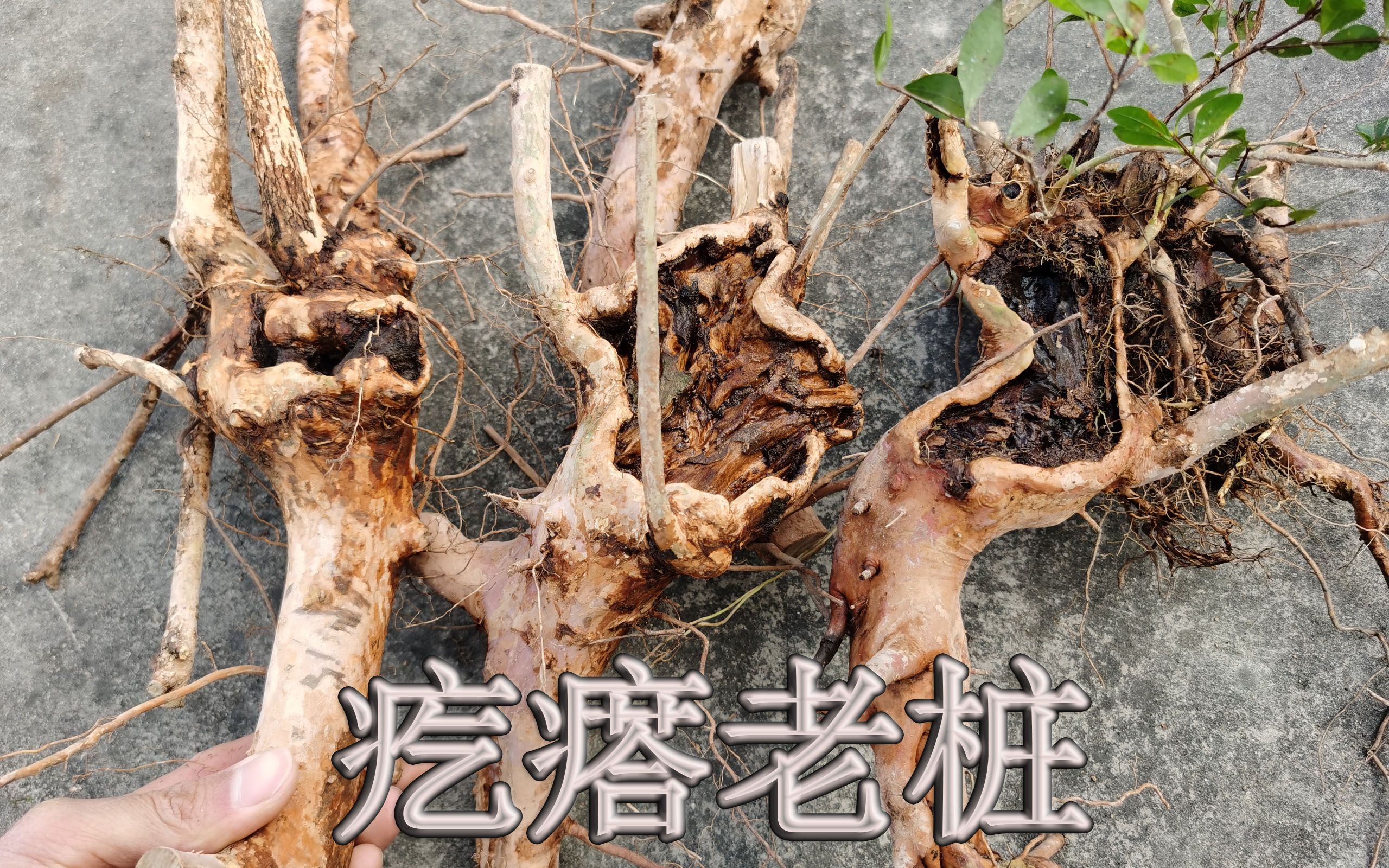 挖了6个赤楠老桩,木疙瘩天然形成,大家喜欢哪一棵呢?