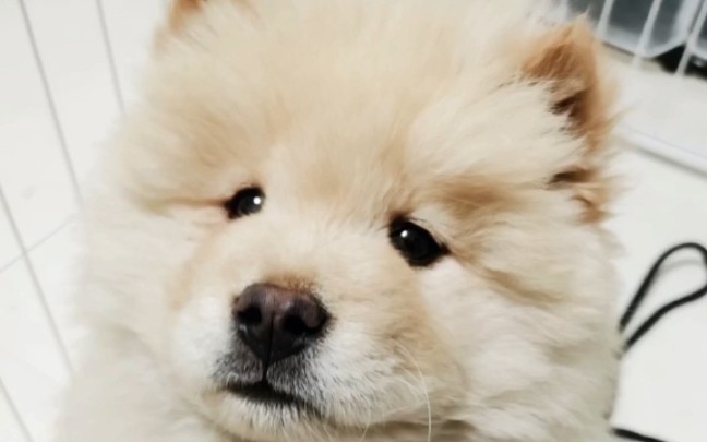 广东熊狗三月养成记