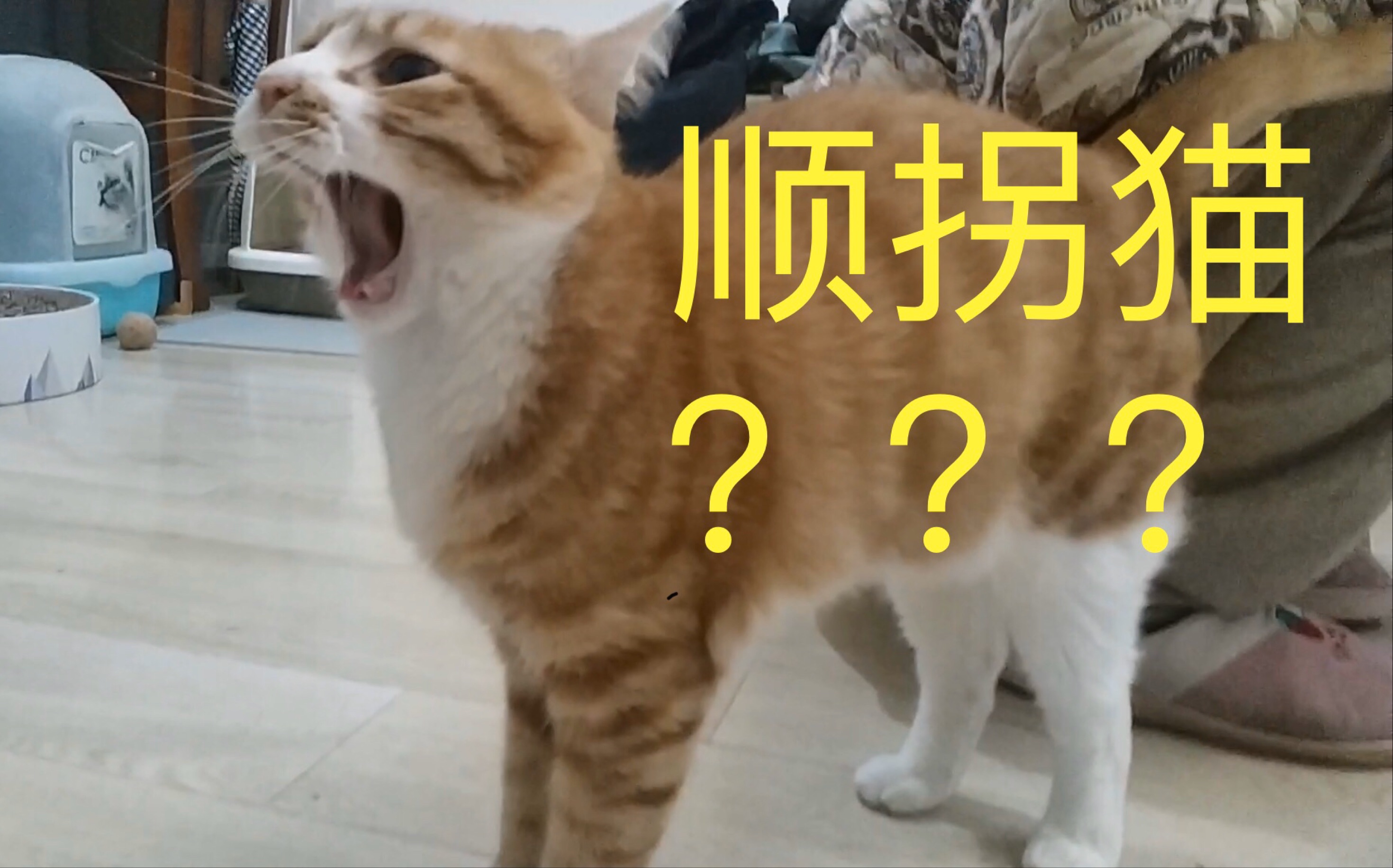 猫也会顺拐?难怪总觉得哪儿没对