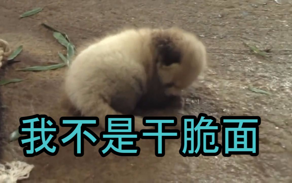 我也是熊猫哔哩哔哩bilibili