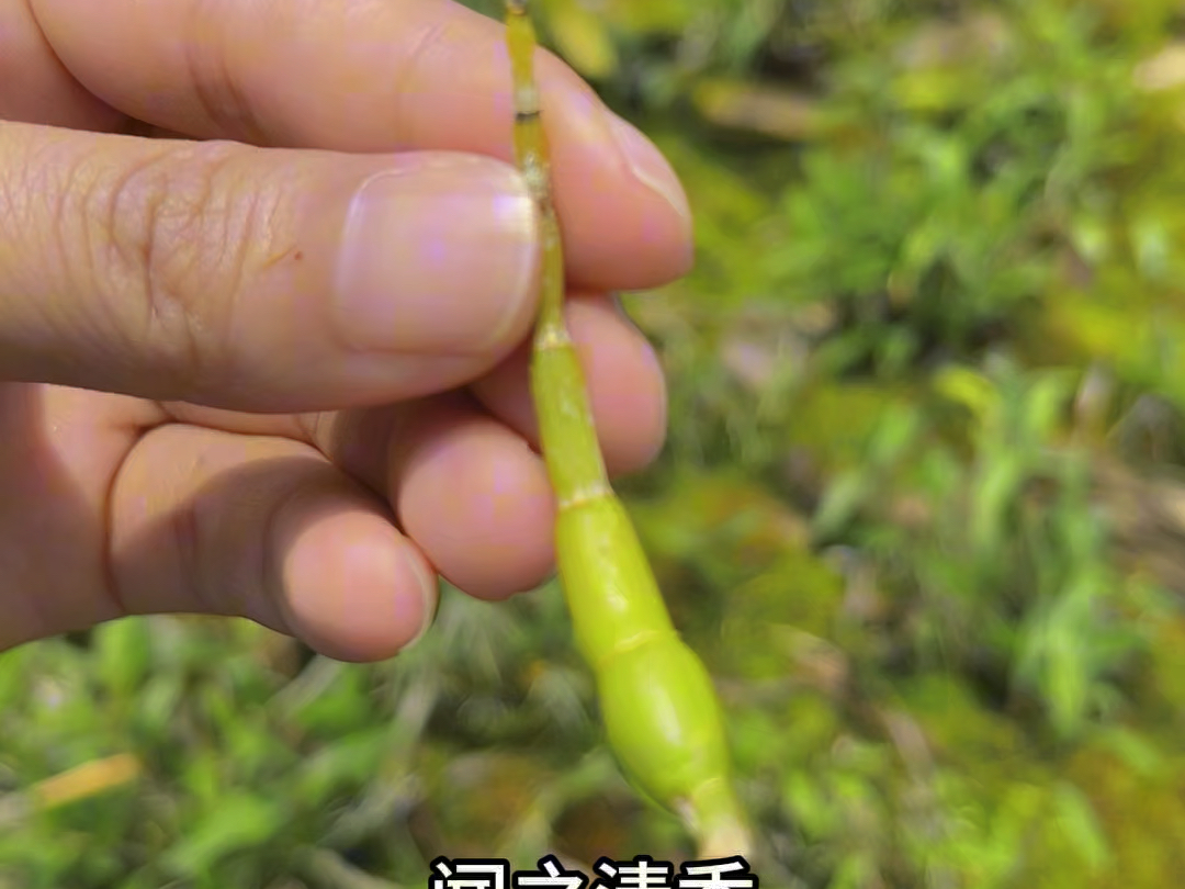 这是一个非常了不起的植物,是九大仙草之首,你知道是什么吗?#霍山石斛 #龙头凤尾草 #中药材种植基地 #滋补养生 #米斛哔哩哔哩bilibili