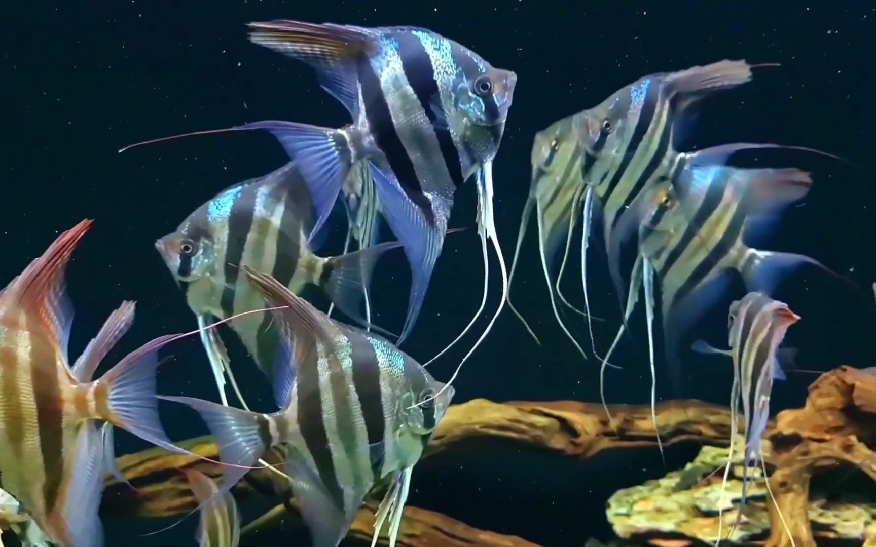 05倍播放速度下的埃及神仙这飘逸程度谁鱼能及