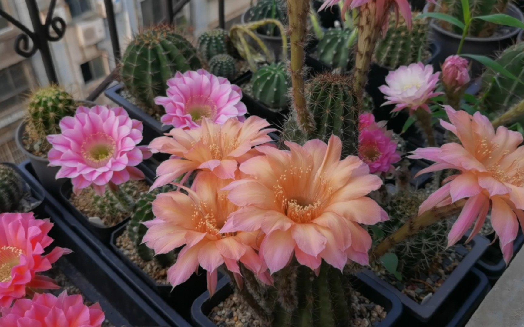 上周开的席克氏彩草,今年的第二波花_哔哩哔哩_bilibili