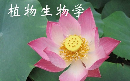 植物生物学北京师范大学主讲刘全儒 90讲哔哩哔哩bilibili