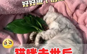 Download Video: 三种特别的安葬法，能让猫咪陪你更久！