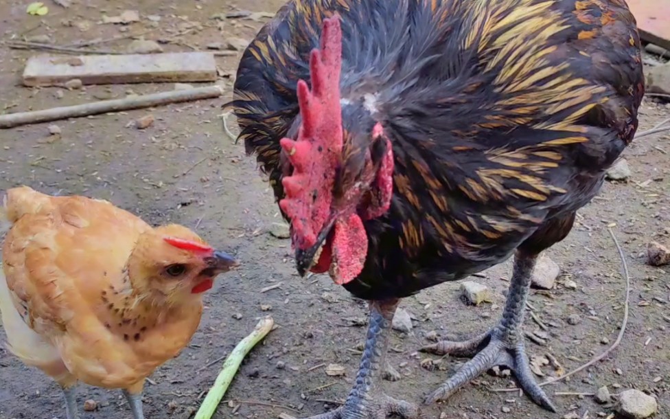 暖心的大公鸡和小鸡和谐相处,有时候就像他们的父亲