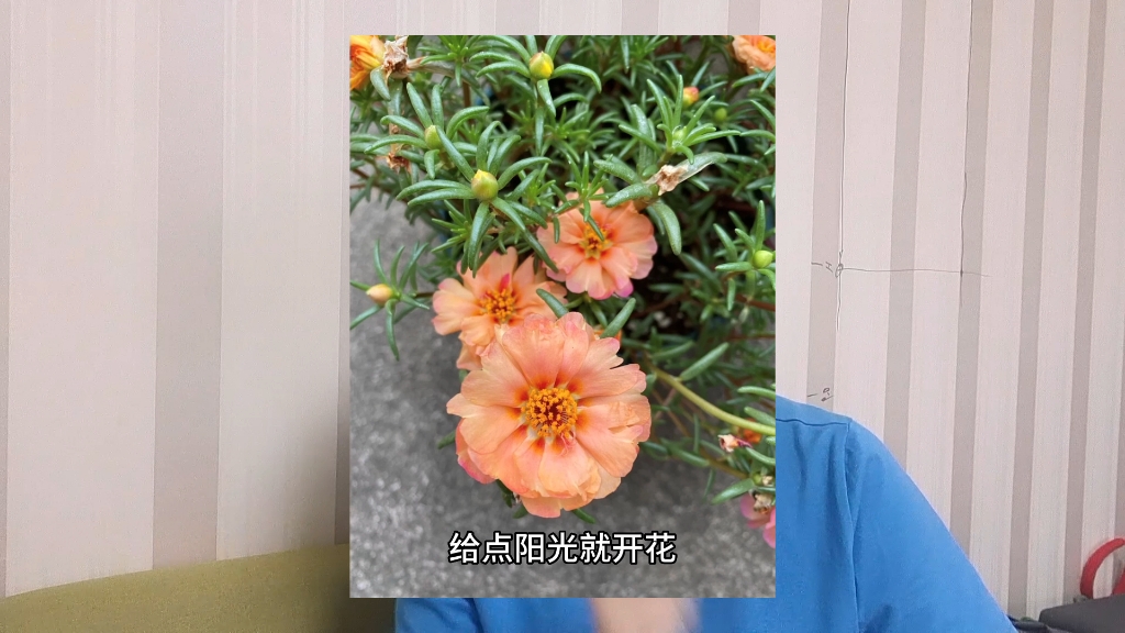 耐热耐晒植物推荐哔哩哔哩bilibili