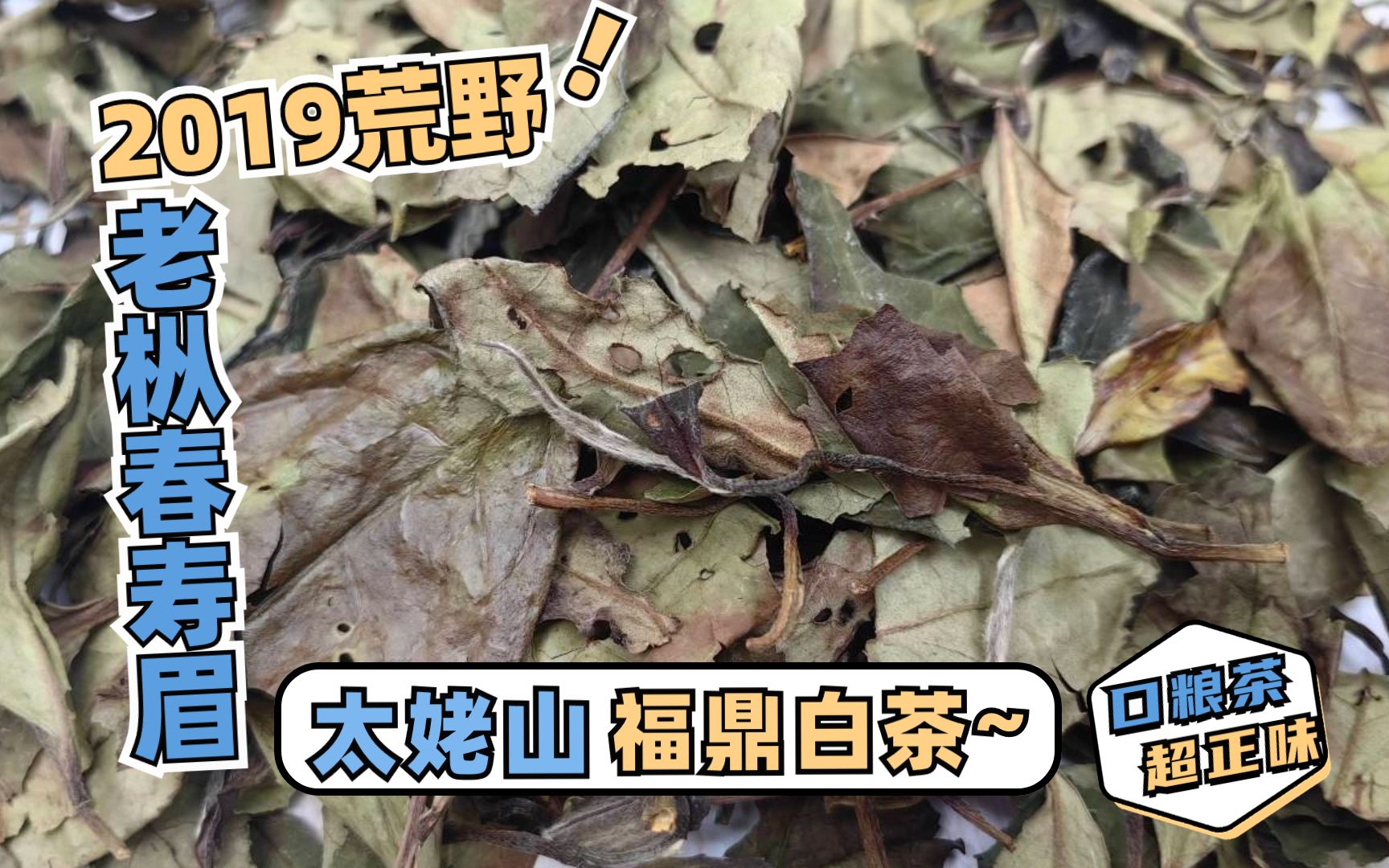 好喝实惠精品口粮茶分享,2019年荒野老枞古树春寿眉,滋味鲜爽醇和,清甜净透,叶底柔嫩有活性!哔哩哔哩bilibili