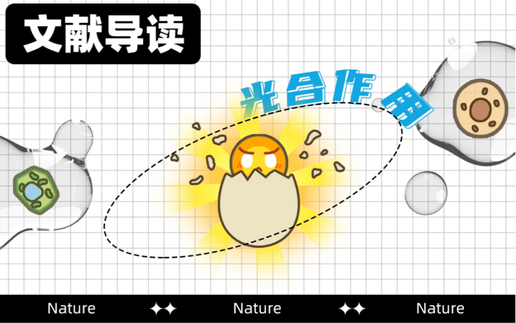 【Nature文献导读】光合作用的前世今生不再植物细胞的唯一哔哩哔哩bilibili