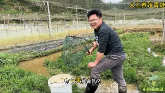 给蝌蚪喂苦笋荤素搭配，顺便抓了几十斤青蛙，卖了一千多块钱