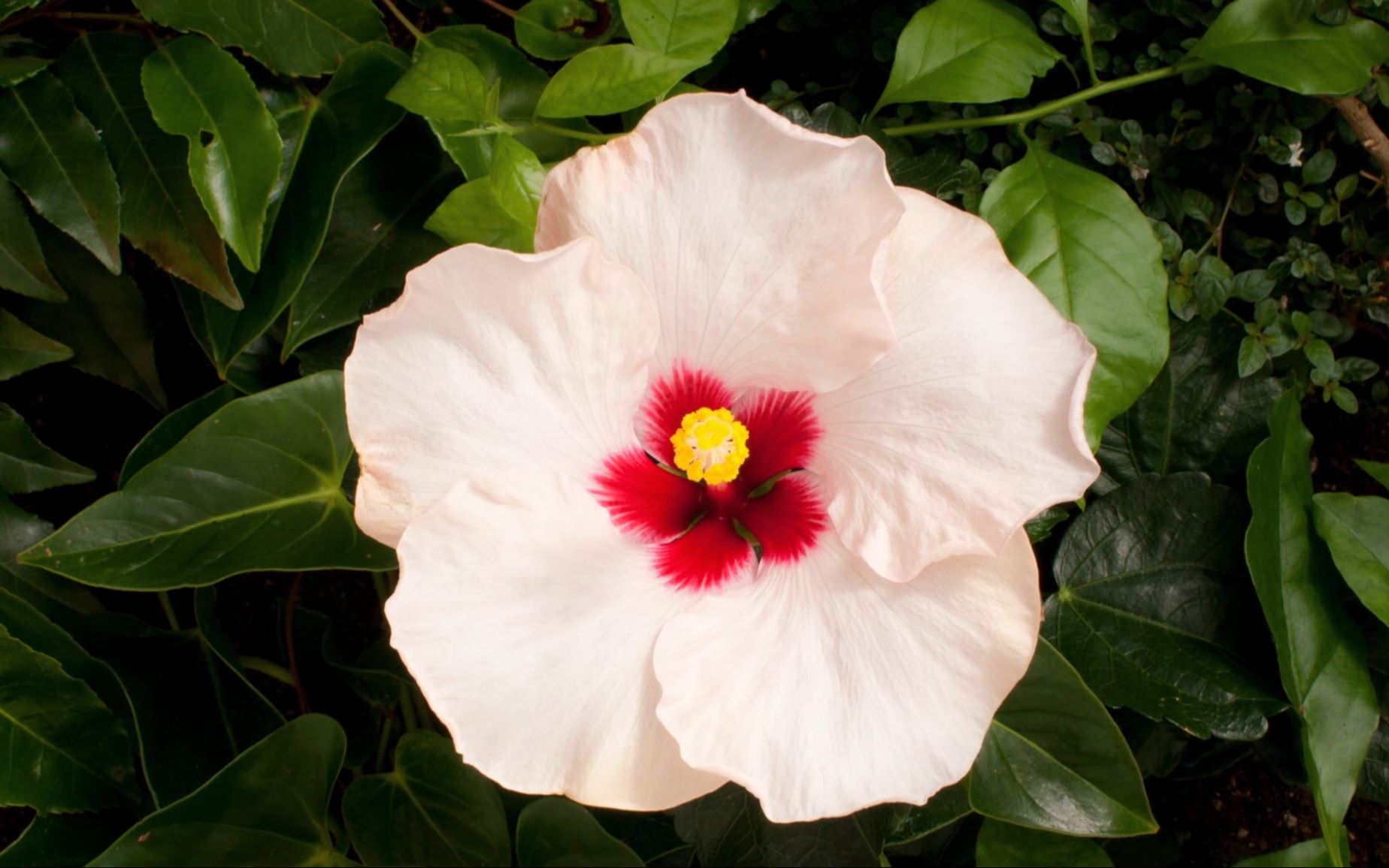 [图][植物王国]花开瞬间--还有谁不喜欢花开呢？